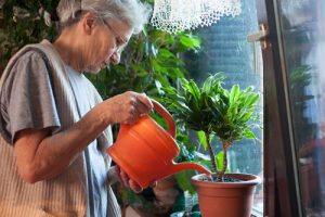 Plants improve wellbeing in the aged care environment